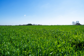 Farmland under blue sky and white clouds