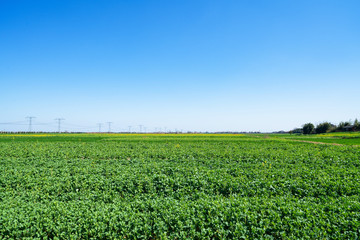 Fototapeta na wymiar Farmland under blue sky and white clouds