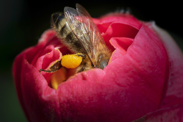 worker bee at work on camellia flower © Silvano Rebai