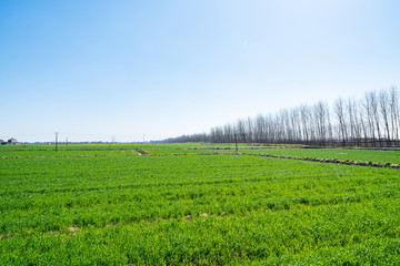 Fototapeta premium Farmland under blue sky and white clouds