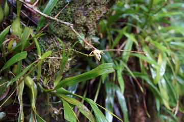 Kinabalu Nature Park is a nature park aimed at protecting the mountain area centered on three mountains. It is a national park in Malaysia and was listed as a UNESCO World Heritage Site in 2000.