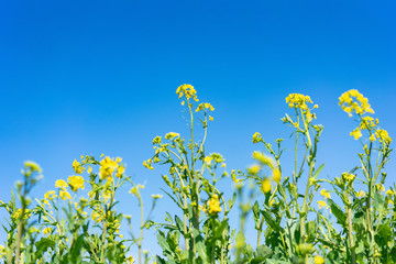 Large area rape flower in plain area