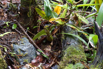 Kinabalu Nature Park is a nature park aimed at protecting the mountain area centered on three mountains. It is a national park in Malaysia and was listed as a UNESCO World Heritage Site in 2000.