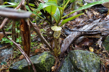 Kinabalu Nature Park is a nature park aimed at protecting the mountain area centered on three mountains. It is a national park in Malaysia and was listed as a UNESCO World Heritage Site in 2000.