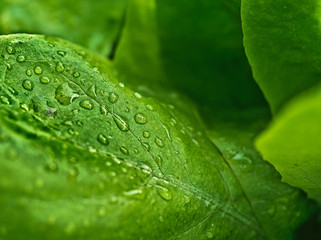 It is green and juicy lattuce dotted drops rain.