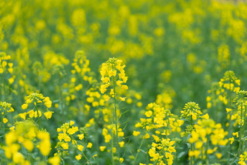 Close up of rape flower