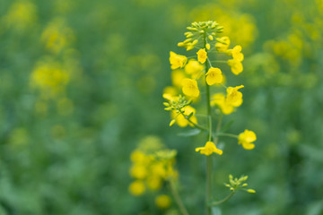 Close up of rape flower