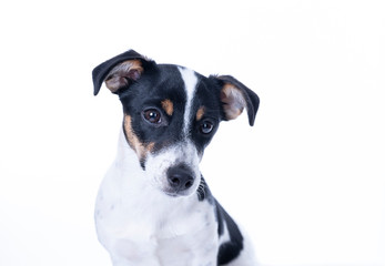 Brown, black and white Jack Russell Terrier posing in a studio, the dog looks straight into the camera, headshot, isolated on a white background, copy space