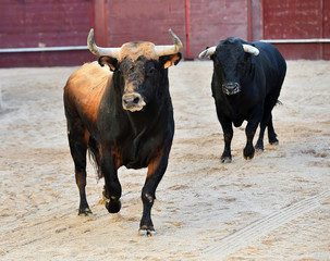 bull with big horns on spain