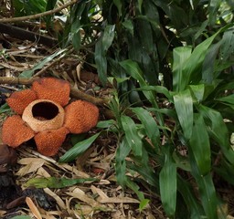 It is a picture of Kota Kinabalu in September 2017. This is a photograph of Rafflesia, well known as the “World's Largest Flower”. The black one is withered Rafflesia.
