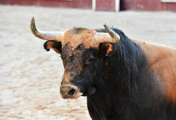 toro español