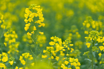 Close up of rape flower