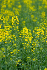 Close up of rape flower
