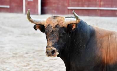 bull with big horns on spain