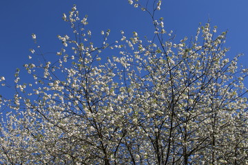 Cerisier aux fleurs blanches