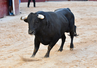 toro espa&ntilde;ol con grandes cuernos en un tradicional espect&aacute;culo de toreo