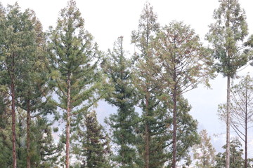 Fototapeta premium 日本の山の景色