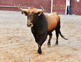 toro español