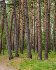 Obraz premium Dicht stehende Baumstämme