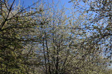 Cerisier aux fleurs blanches