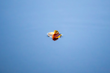 Blatt im Wasser