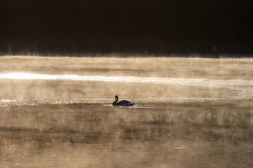 Schwan im Abendlicht