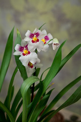 delicate flowers in a romantic composition for relaxation and relaxation