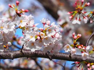 桜