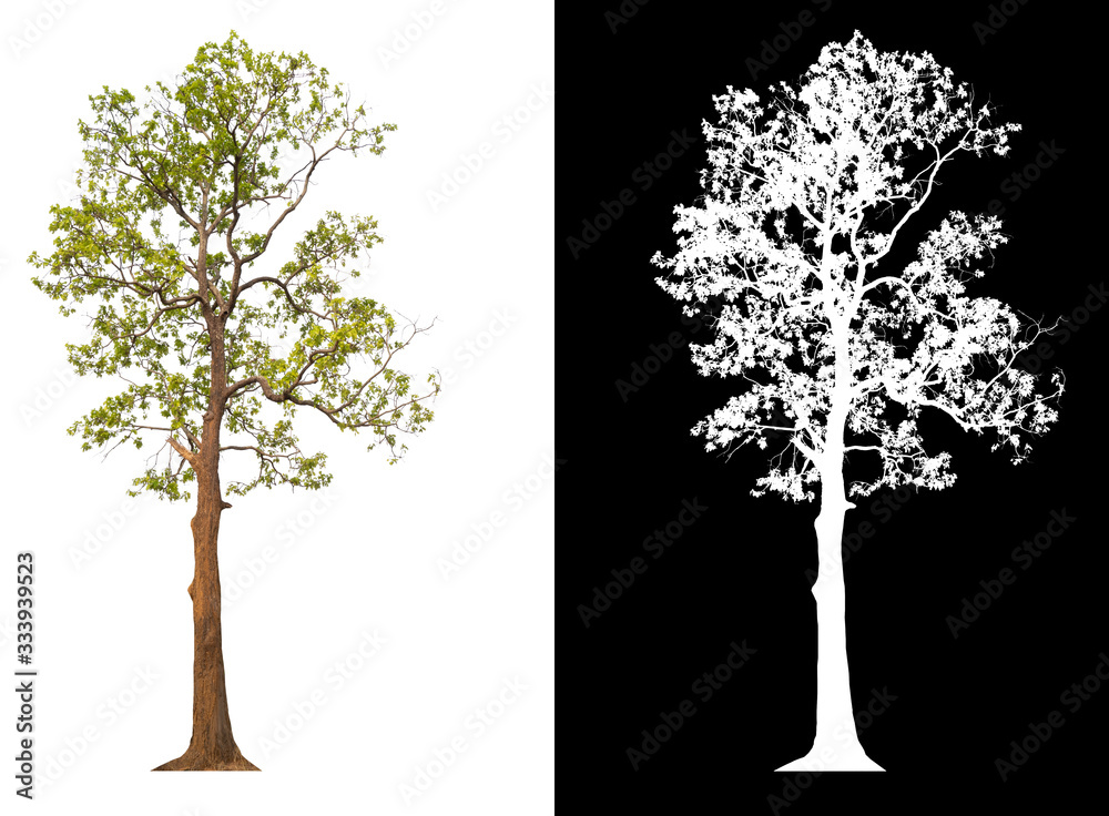 Poster isolated tree on white background with clipping path