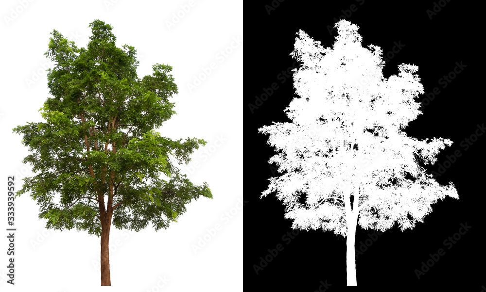 Poster isolated tree on white background with clipping path