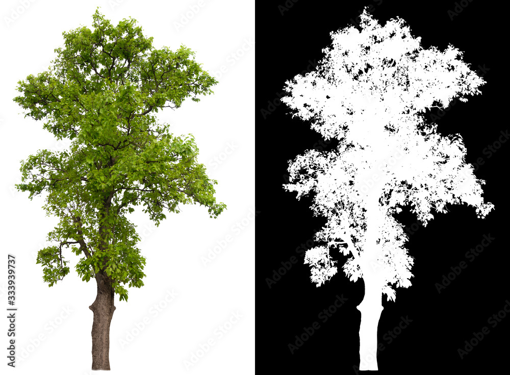 Poster isolated tree on white background with clipping path