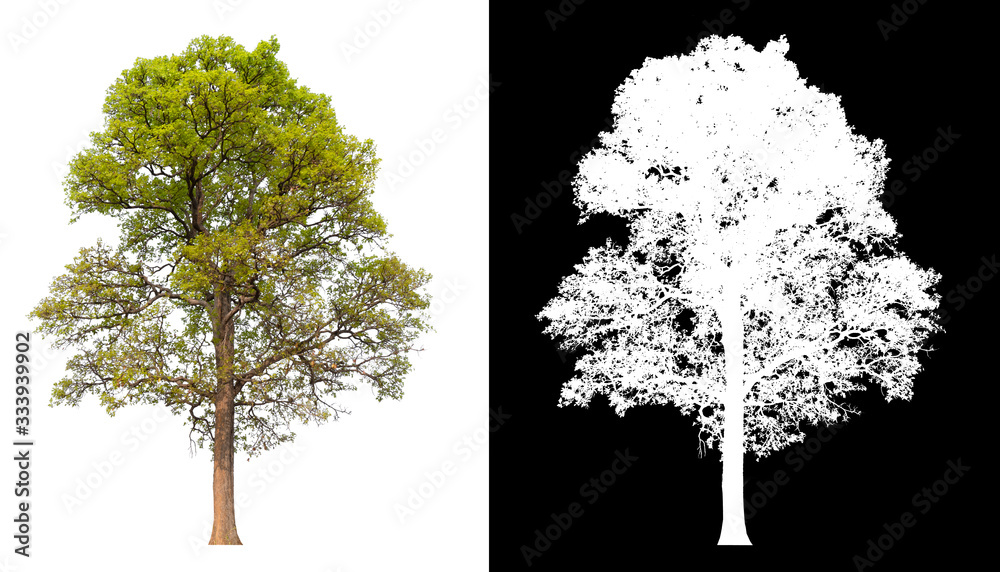 Poster isolated tree on white background with clipping path