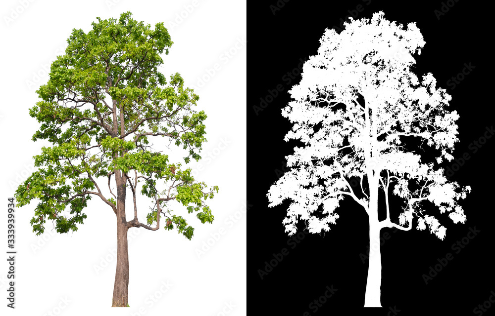 Poster isolated tree on white background with clipping path