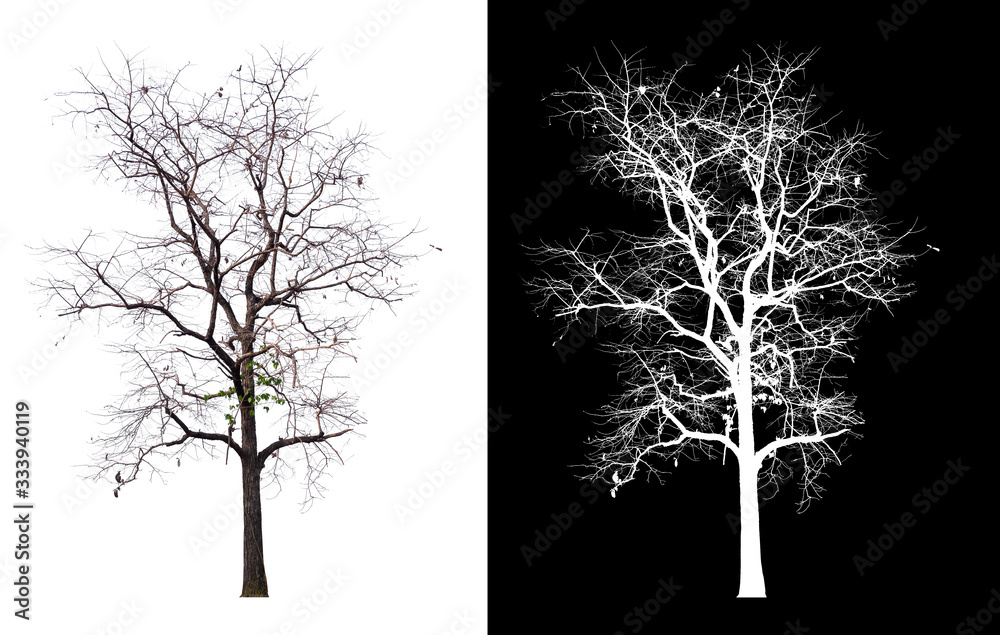 Poster isolated tree without leaf on white background with clipping path