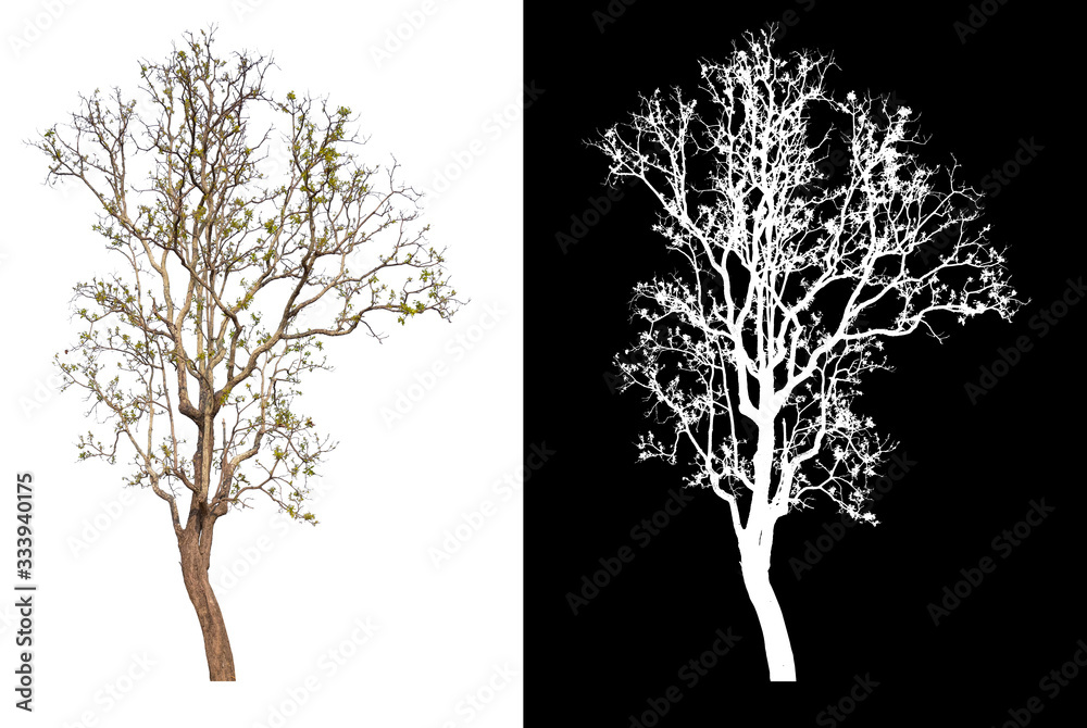 Poster isolated tree without leaf on white background with clipping path