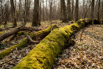 Big old trees with moss in the forest
