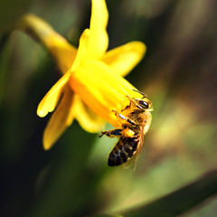 Daffodil and bee spring yellow flowet