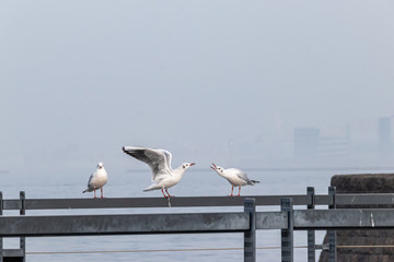 海沿いの鳥（撮影場所：山下公園）