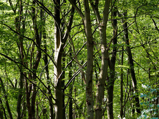 Blick in dichten Baumbestand