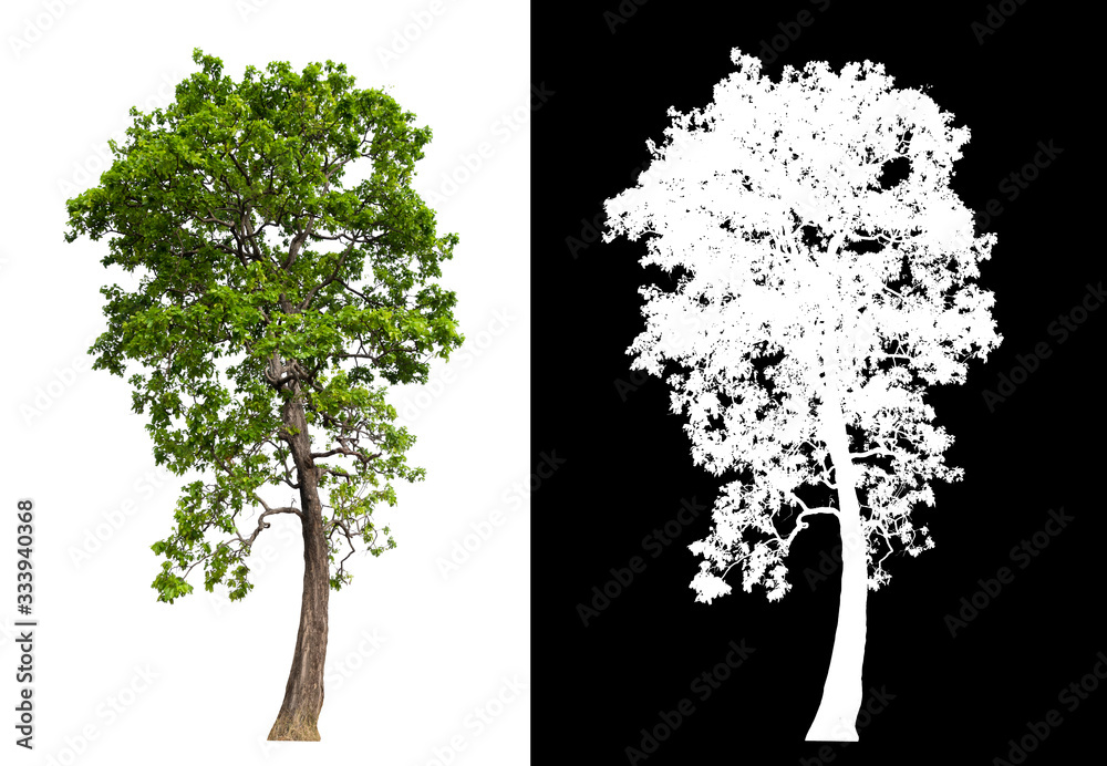 Aufkleber isolated tree on white background with clipping path