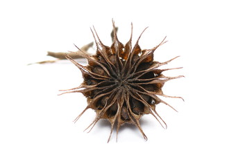 Dry burdock seeds, thistle isolated on white background with clipping path
