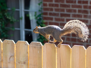 Squirrel running across the top of a wooden fence with a red bri