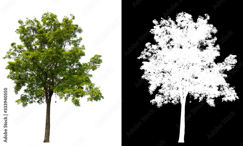 Poster isolated tree on white background with clipping path