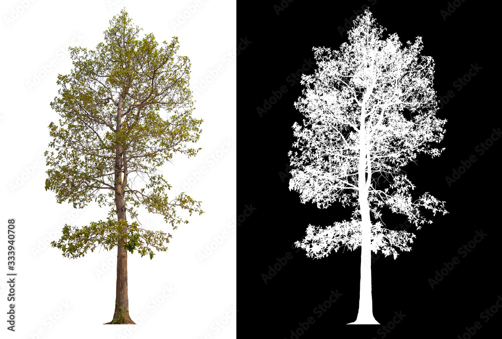 Poster isolated tree on white background with clipping path