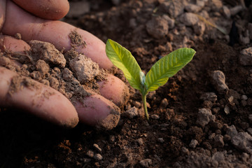 Close up hand and growing plant,Hand with young plant growing in soil on the morning.Small plants on the ground in spring,ecology,nature,Photo fresh and Agriculture  concept idea.