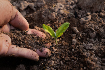 Close up hand and growing plant,Hand with young plant growing in soil on the morning.Small plants on the ground in spring,ecology,nature,Photo fresh and Agriculture  concept idea.