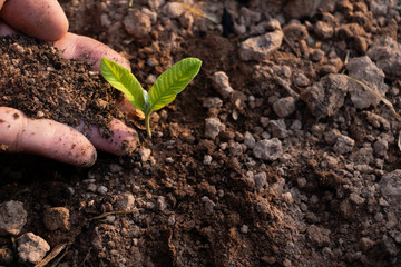 Close up hand and growing plant,Hand with young plant growing in soil on the morning.Small plants on the ground in spring,ecology,nature,Photo fresh and Agriculture  concept idea.