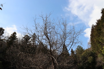 空と植物
