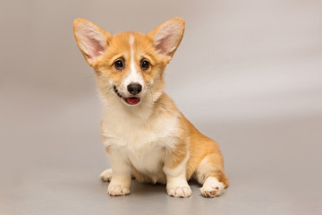 Funny Pembroke Corgi puppy