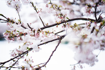 Cherryblossom with snow 